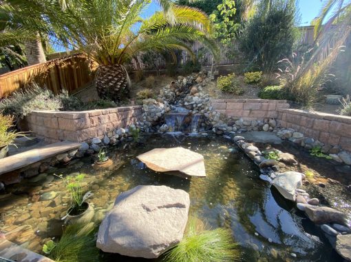 Aquatic Plants for Ponds in Southern California